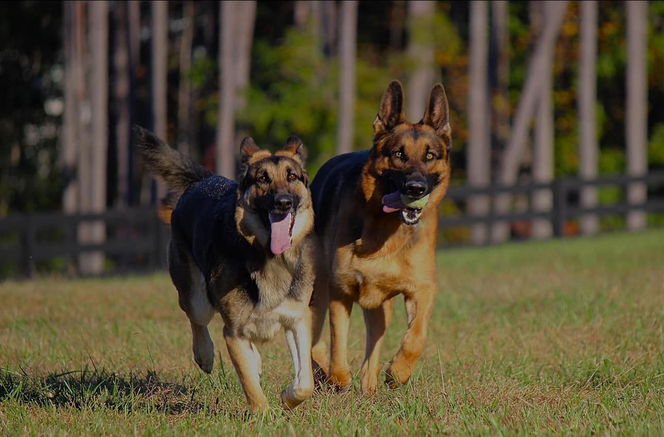 German Shepherd with Puppy